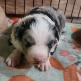 Monet - Blue merle male Border Collie puppy in Powder Springs, Georgia from Snowbird Border Collies