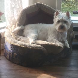 West Highland White Terrier All Grown Up from Suzy Foote Westies