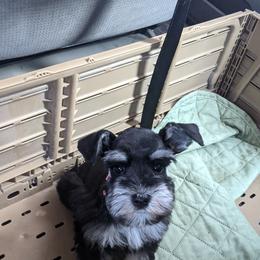 Miniature Schnauzer Puppies from Pawesome Pups