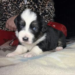 Girl 2-Black Tri - Black tri-color female Australian Shepherd puppy in Mayfield, Kentucky from Hamilton Farms