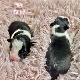 Winx - Black and white female Border Collie puppy in Oakley, California from Von Guadachi German Shepherds & Audacity Border Collies