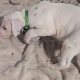 Boy 4 Ryobi Green Collar - White and liver brown male Dalmatian puppy in Sebring, Florida from God It Covered In Spots Dalmatians