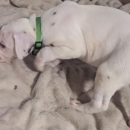 Boy 4 Ryobi Green Collar - White and liver brown male Dalmatian puppy in Sebring, Florida from God It Covered In Spots Dalmatians