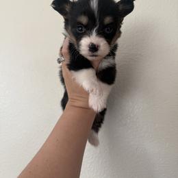 Ditto - Black and tan male Pembroke Welsh Corgi puppy in Red Bluff, California from Wilder Ranch Corgis