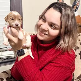 Candy Cane (Pink Band) - Parti female Labradoodle puppy in Plainfield, New Jersey from Caris Paws Poodles and Labradoodles