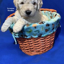 Goldendoodle Puppies from Scranton Goldendoodles