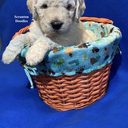 Goldendoodle Puppies from Scranton Goldendoodles