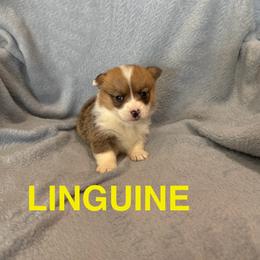 Linguine - Sable female Pembroke Welsh Corgi puppy in Sherwood, Michigan from Patrick's Puppies