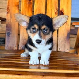 Coco - Black and tan female Pembroke Welsh Corgi puppy in El Dorado Springs, Missouri from Trixie Dixie