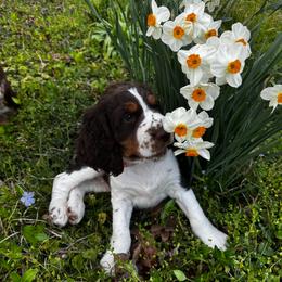Cindy Lauper - Liver white and tan English Springer Spaniel puppy in Statesville, North Carolina from Rockin’ Slow Farms
