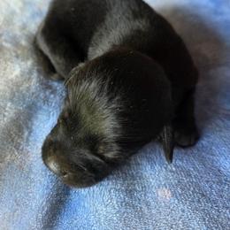 3rd Pick Male - Black male Labrador Retriever puppy in Georgiana, Alabama from Long Creek Labradors