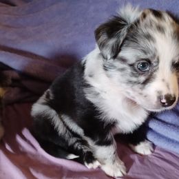 Australian Shepherd and Miniature Australian Shepherd Puppies from Double Moon