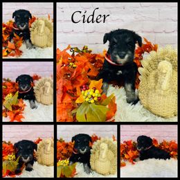 Cider - Black and silver male Miniature Schnauzer puppy in Springfield, Tennessee from My Lovable Schnauzers