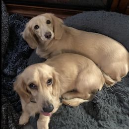 Dachshunds from Tiny Paws and Tails