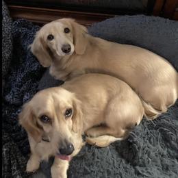 Dachshunds from Tiny Paws and Tails