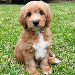 Valor - Red  male Goldendoodle puppy in Wharton, Texas from Little Fur Friends