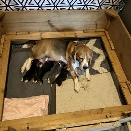 Boy 1 - Beagle puppy in Illinois from Scentini Beagles