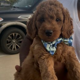 Bronco - Red  male Goldendoodle puppy in Richmond, Texas from Harper’s Heartbeats