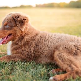 Buck - Red tri male Miniature Australian Shepherd puppy in Yantis, Texas from Marie Mini Aussies