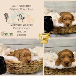 Tokyo - Red  female Goldendoodle puppy in Haltom City, Texas from Ohana Doodles