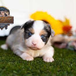 Rascal - Blue merle male Miniature American Shepherd puppy in Granbury, Texas from Best Little Aussies