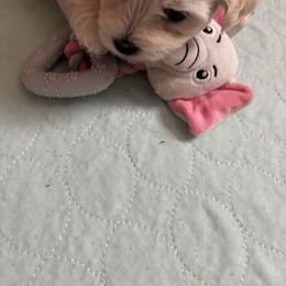 Libby - White female Coton de Tulear puppy in Freeport, Texas from H❤️PE COTONS
