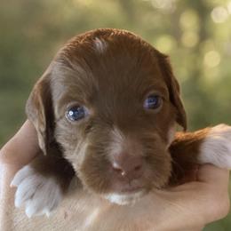 Star - Pink Collar - Red  female Goldendoodle puppy in Huntsville, Alabama from Falcon Ridge Doodles