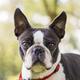 Boston Terrier
