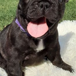 French Bulldogs from Southern Ark French Bulldogs