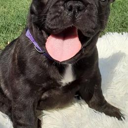 French Bulldogs from Southern Ark French Bulldogs