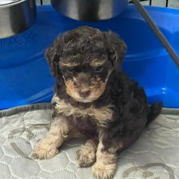 Blossom - Phantom female Poodle puppy in Winter Haven, Florida from Herdez’s Poodles