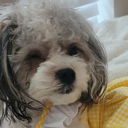 Havanese from Marcia Hamlet