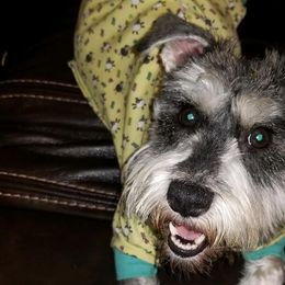 French Bulldogs and Miniature Schnauzers from Kristy's French Bulldogs & Mini Schnauzers