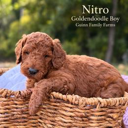 Nitro - male Goldendoodle puppy in Grove, Oklahoma from Guinn Family Farms