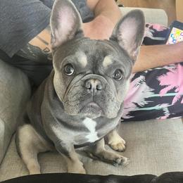 Violet - French Bulldog