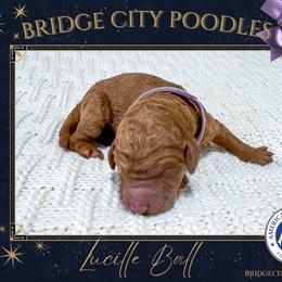 Lucille - Red  female Poodle puppy in Signal Mountain, Tennessee from Bridge City Poodles