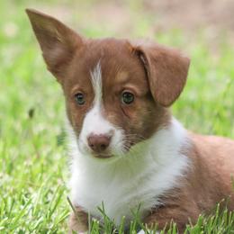 American Corgi, Cardigan Welsh Corgi, and Pembroke Welsh Corgi Puppies from Diamond Corgis