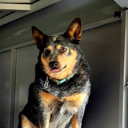 Australian Cattle Dogs from Pestarino Ranch