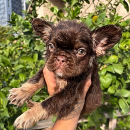 Vakita - Tricolors female French Bulldog puppy in Los Angeles, California from westsidefrenchies