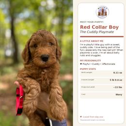Red Collar - Red  male Goldendoodle puppy in Yadkinville, North Carolina from Millie’s Goldendoodles