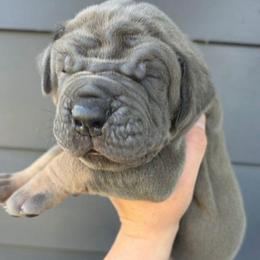 BOBBY Blue tan point - Blue male Great Dane puppy in Port Clinton, Ohio from LakeSide Danes