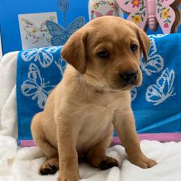 Light Blue - Yellow male Labrador Retriever puppy in Heath Springs, South Carolina from Rich Hill Retrievers