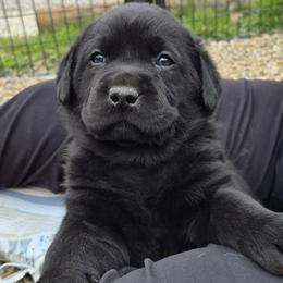 Halford   (Hal) - Black male Labrador Retriever puppy in Greenwich, Ohio from Pure Gem Kennel