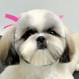 Shih Tzus from DuCiel Shih Tzu