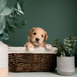 German Shepherd, Goldendoodle, and Golden Retriever Puppies from Silver Pines Pups