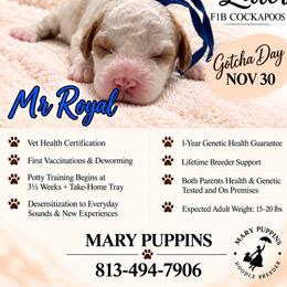 Mr Royal - Buff and white male Cockapoo puppy in Tampa, Florida from Mary Puppins