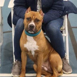 Charlie - American Staffordshire Terrier