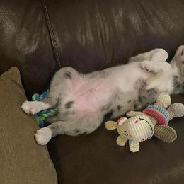 Border Collie Puppies from By Design Farm
