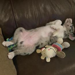 Border Collie Puppies from By Design Farm