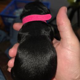 Cocker Spaniel Puppies from Classy Cockers of Wake Forest